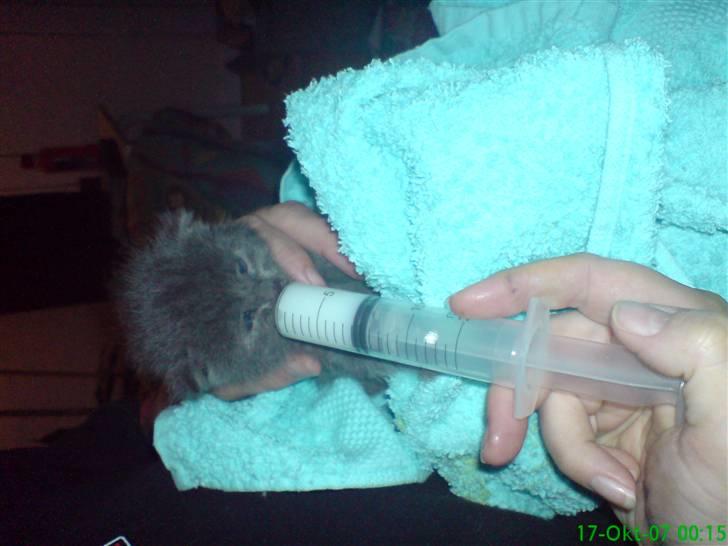 Huskat fars mis billede 9