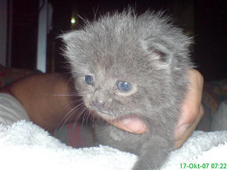 Huskat fars mis billede 10