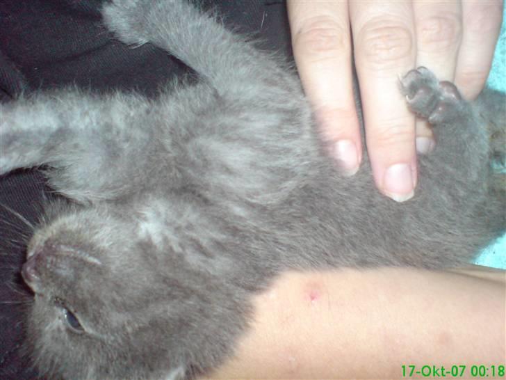 Huskat fars mis billede 11