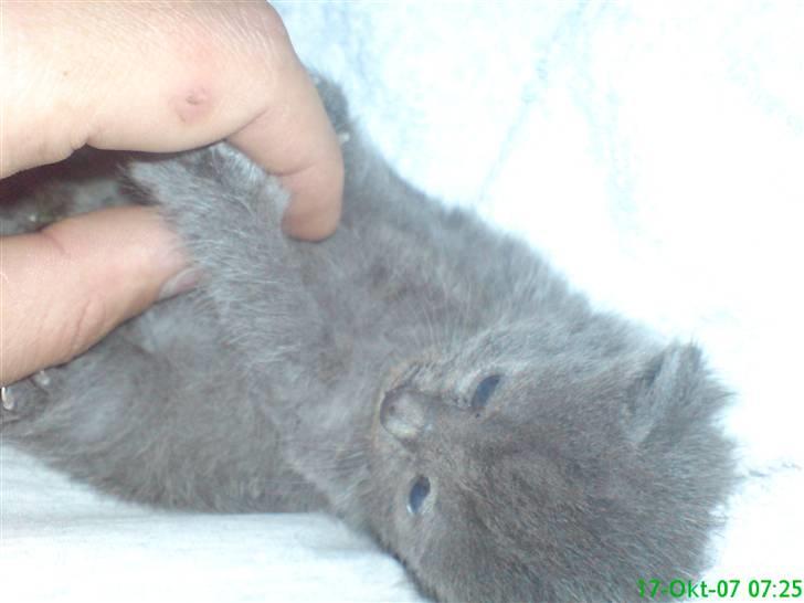 Huskat fars mis billede 12