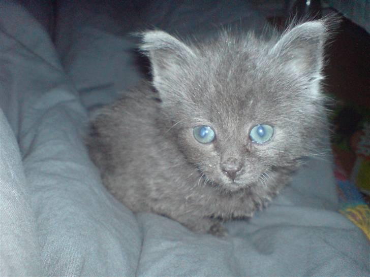 Huskat fars mis billede 15