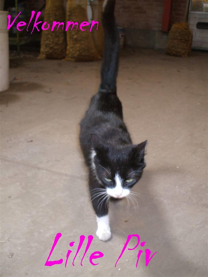 Huskat ¤Piv¤ billede 11