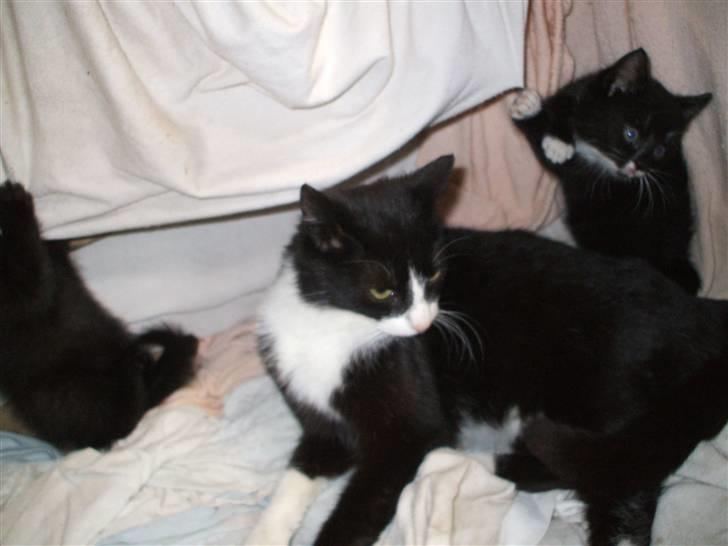 Huskat ¤Piv¤ billede 12