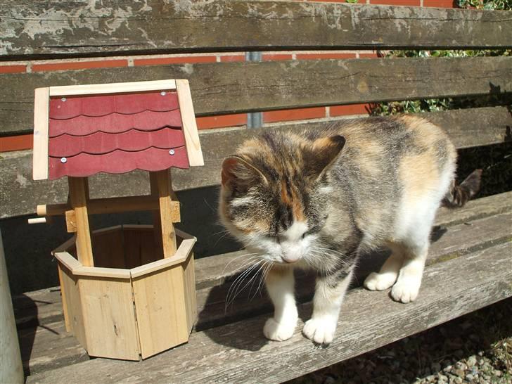 Huskat ¤Lille Mis¤ billede 8