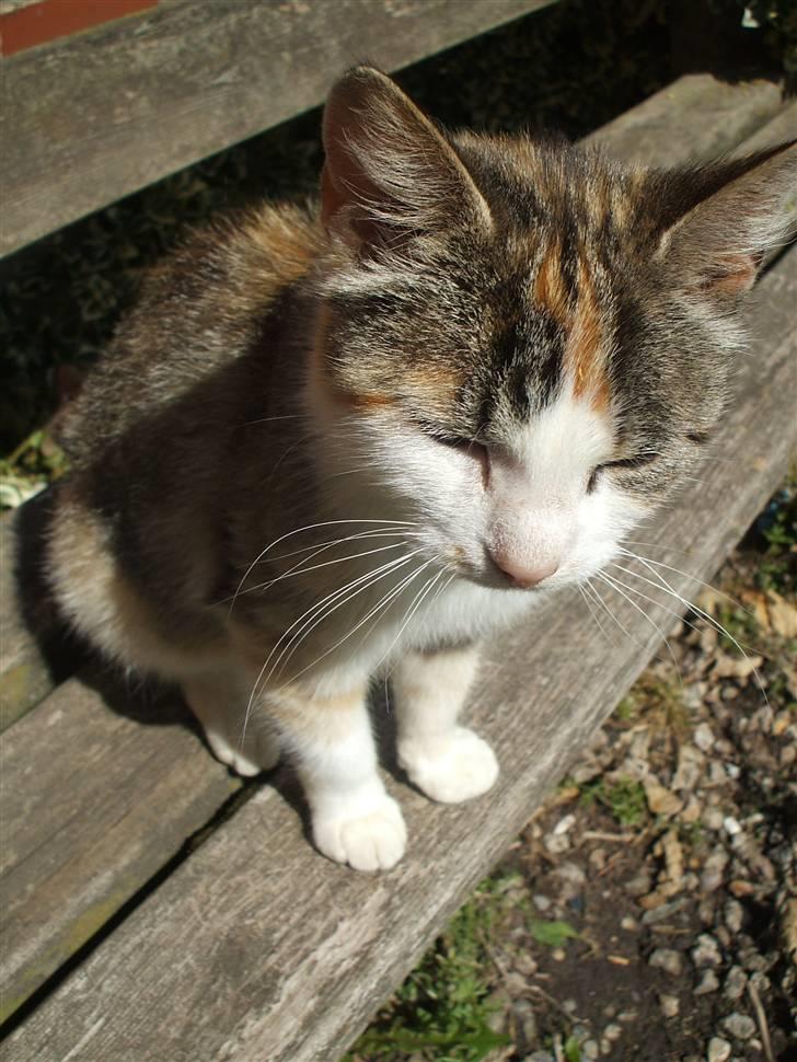 Huskat ¤Lille Mis¤ billede 9