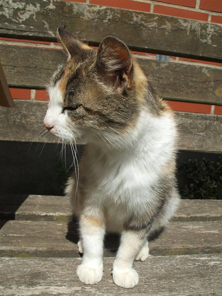 Huskat ¤Lille Mis¤ billede 10