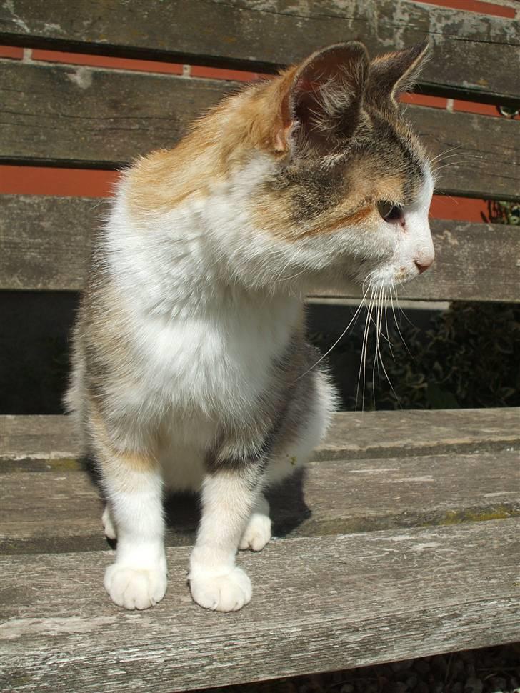 Huskat ¤Lille Mis¤ billede 11