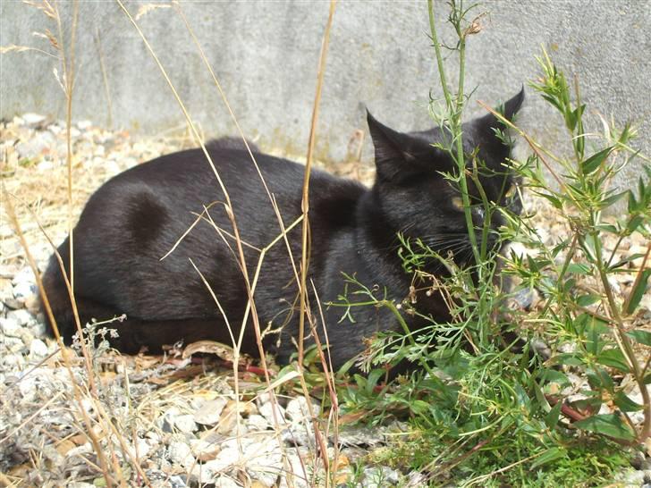 Huskat ¤Minka¤ billede 17