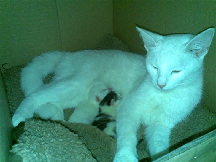 Blanding af racer Holly - Holly`s 2 nyfødte killinger ( født D. 14/8-08 ) billede 8