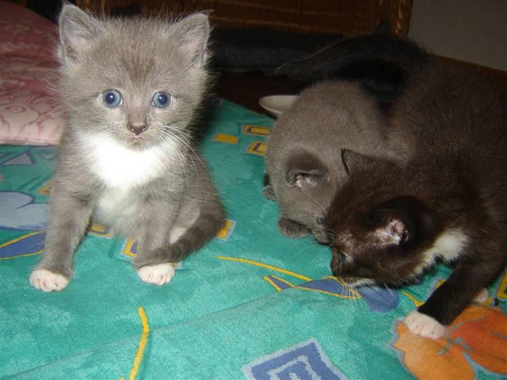 Blanding af racer Skodgaards Champ billede 2