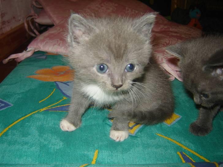 Blanding af racer Skodgaards Champ billede 3