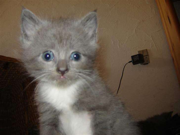 Blanding af racer Skodgaards Champ billede 4