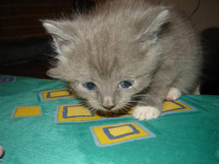 Blanding af racer Skodgaards Champ billede 5