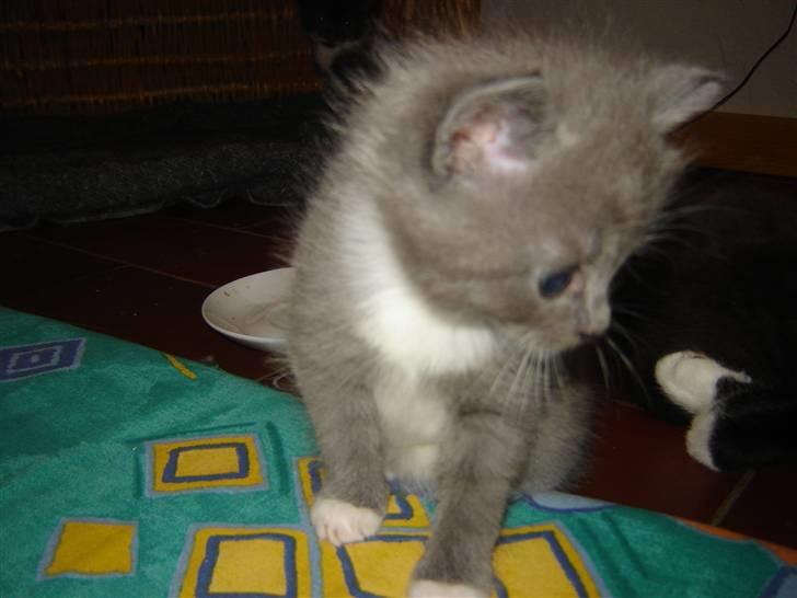 Blanding af racer Skodgaards Champ billede 6