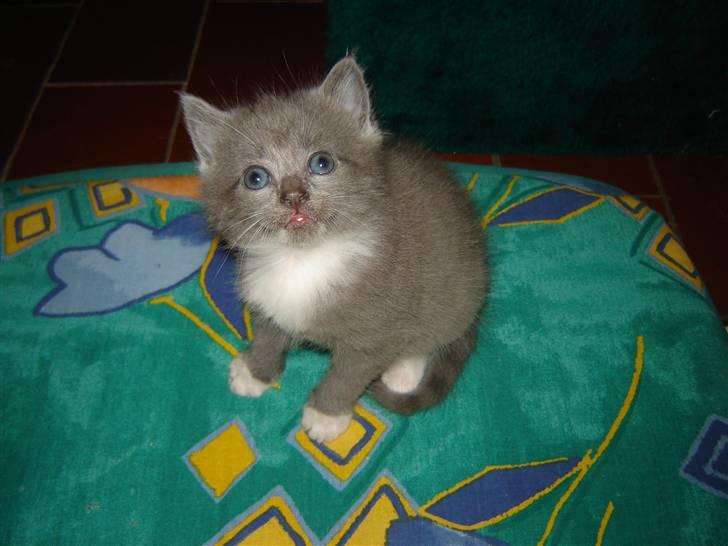 Blanding af racer Skodgaards Champ billede 7