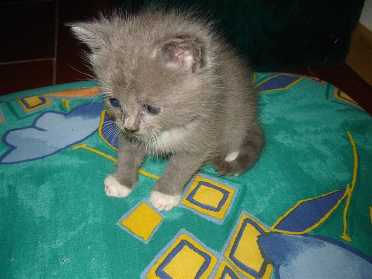 Blanding af racer Skodgaards Champ billede 8