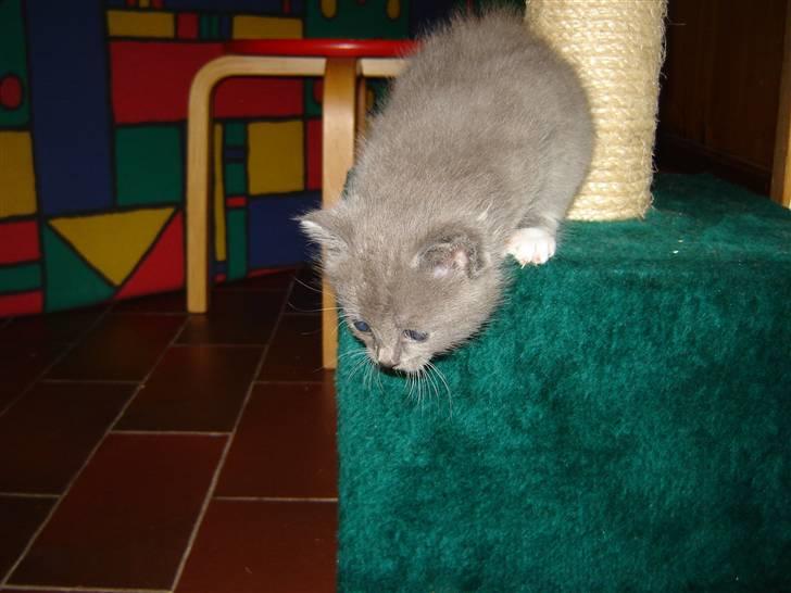 Blanding af racer Skodgaards Champ billede 9