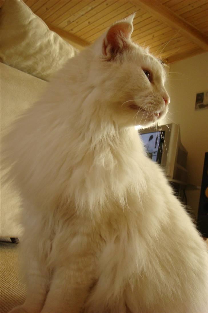 Maine Coon Josh billede 6