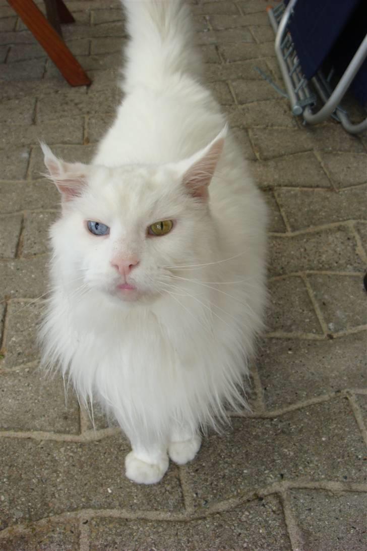 Maine Coon Josh billede 7