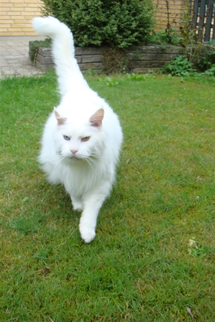 Maine Coon Josh billede 8