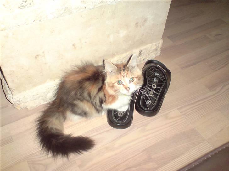 Maine Coon MissYa 03.05. billede 17