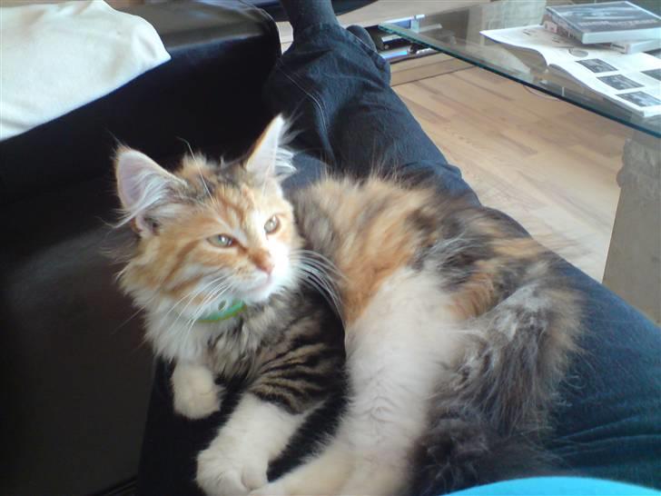 Maine Coon MissYa 03.05. billede 18