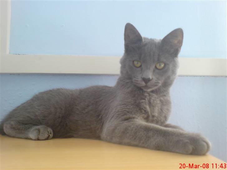 Huskat fars mis billede 16