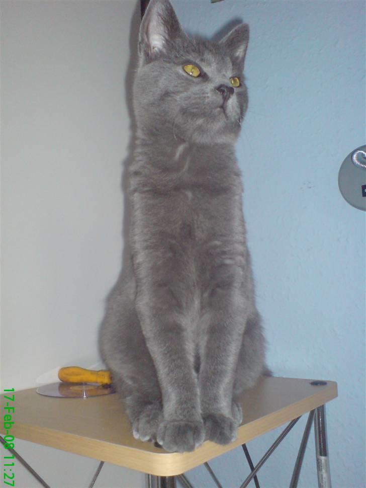 Huskat fars mis billede 17