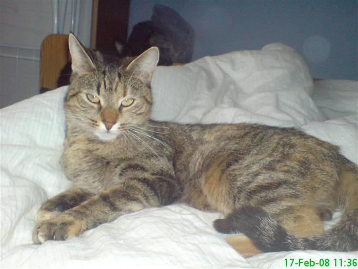 Huskat stor mis - hun er bare dejlig billede 1