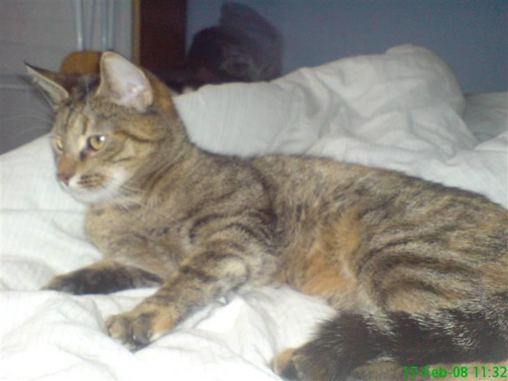 Huskat stor mis billede 2