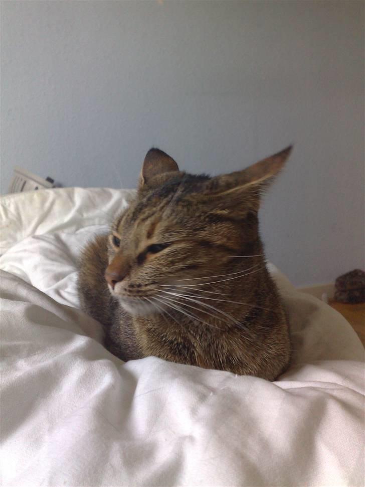 Huskat stor mis billede 3