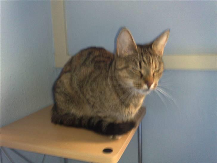 Huskat stor mis billede 4