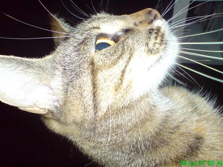 Huskat stor mis billede 5