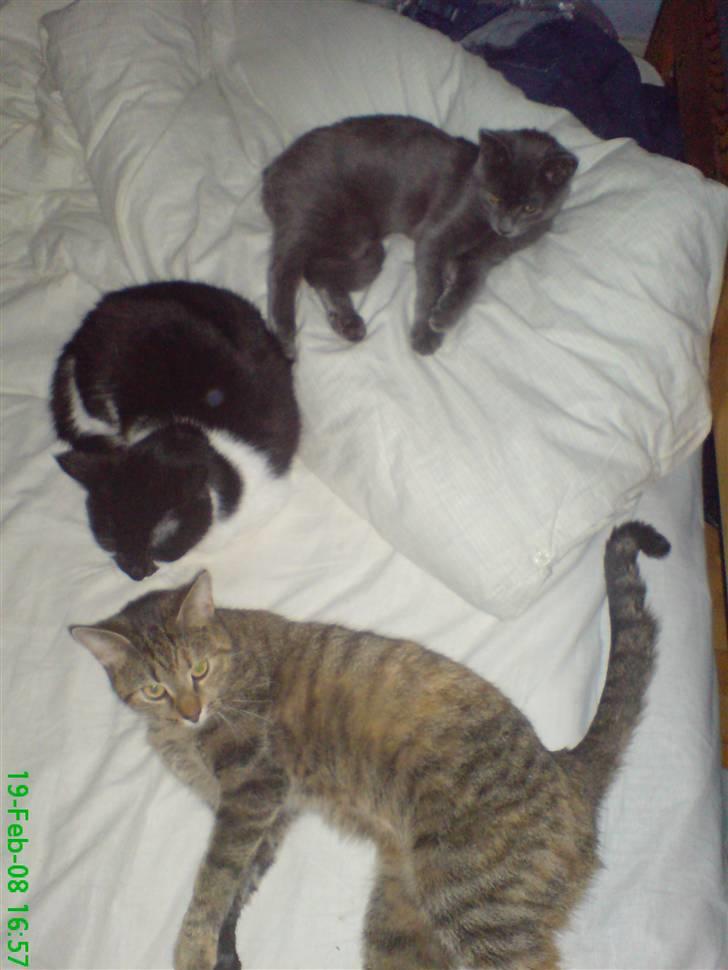 Huskat stor mis - mine alle 3  katte billede 6