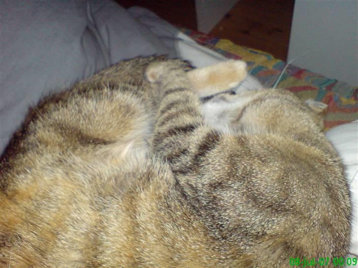 Huskat stor mis billede 7