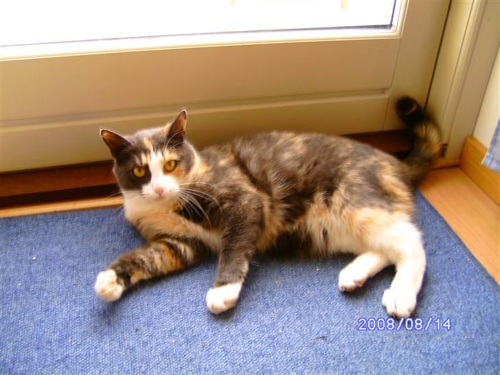 Huskat Freja R.I.P. billede 3