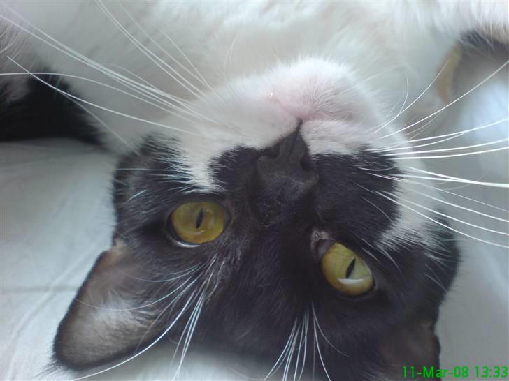 Huskat fars mis billede 1