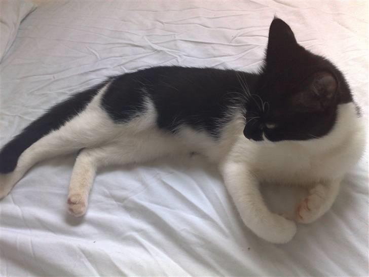 Huskat fars mis billede 2