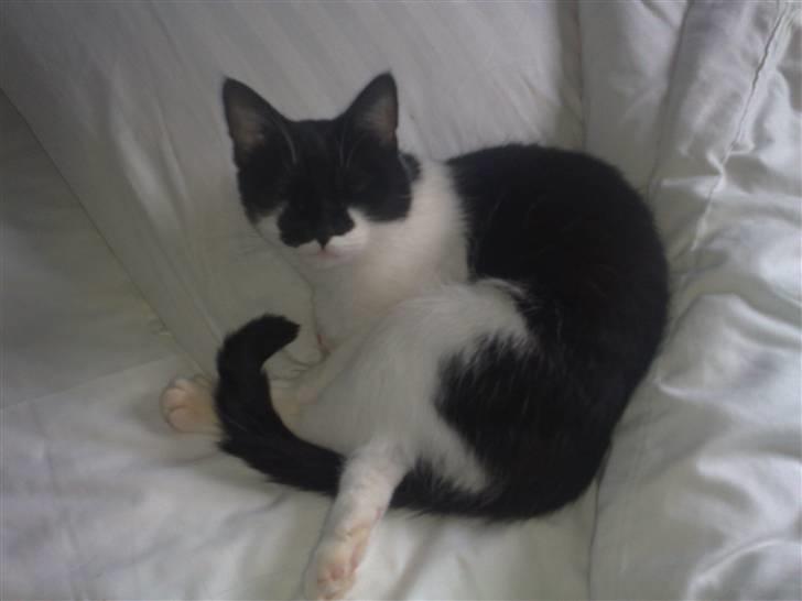 Huskat fars mis billede 3