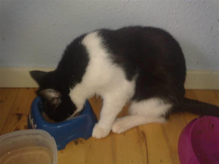 Huskat fars mis billede 5