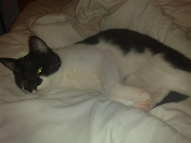 Huskat fars mis billede 6