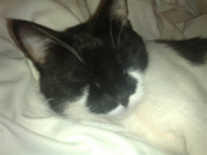 Huskat fars mis billede 7