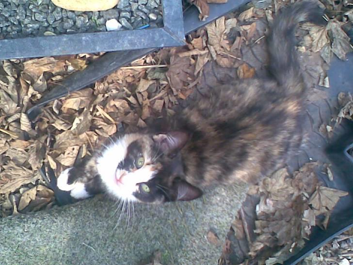 Blanding af racer Frøken Peddersen *død* ;( billede 10