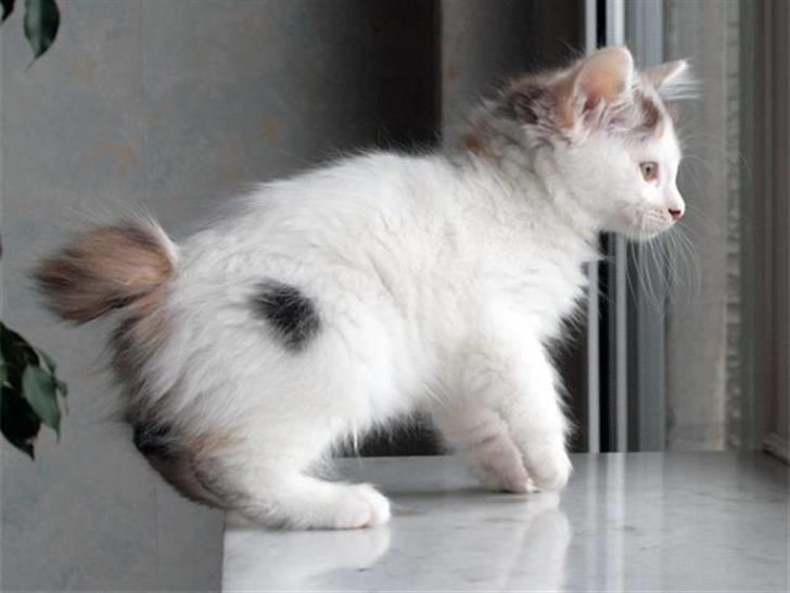 Kurilean Bobtail Dushechka Kurilkot billede 4