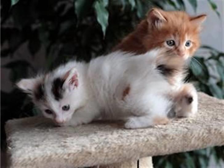 Kurilean Bobtail Dushechka Kurilkot billede 8