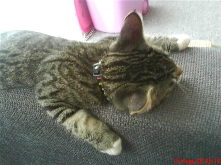 Blanding af racer tarzan billede 10