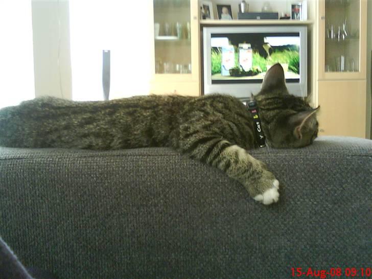 Blanding af racer tarzan billede 11