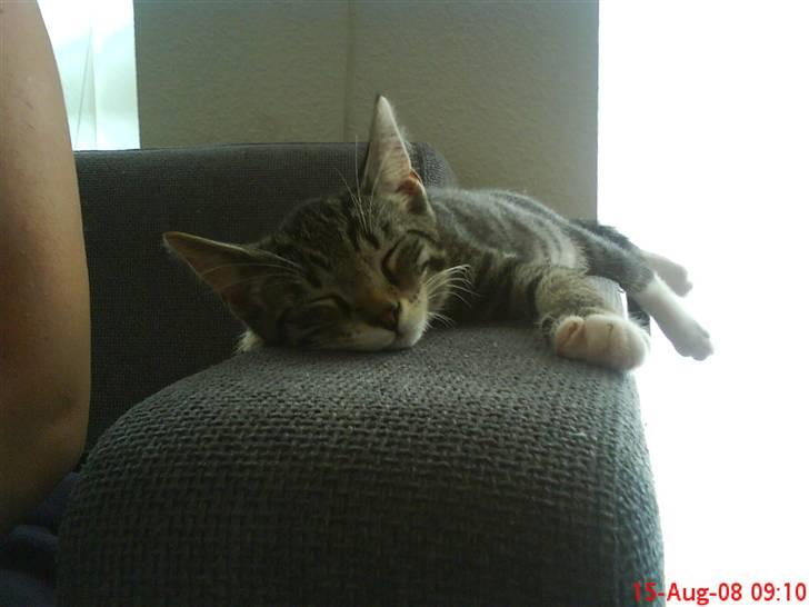 Blanding af racer tarzan billede 12