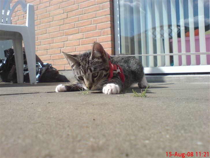 Blanding af racer tarzan billede 13