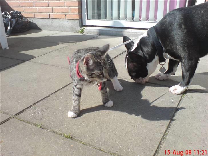 Blanding af racer tarzan billede 14